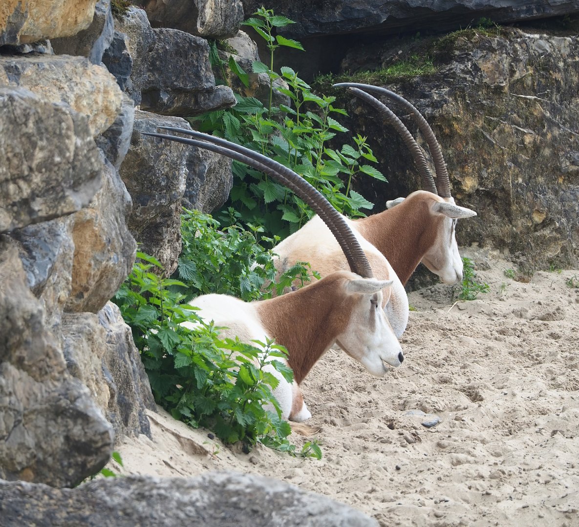 Scimitar-horned oryxes (Oryx dammah), 2023-05-15