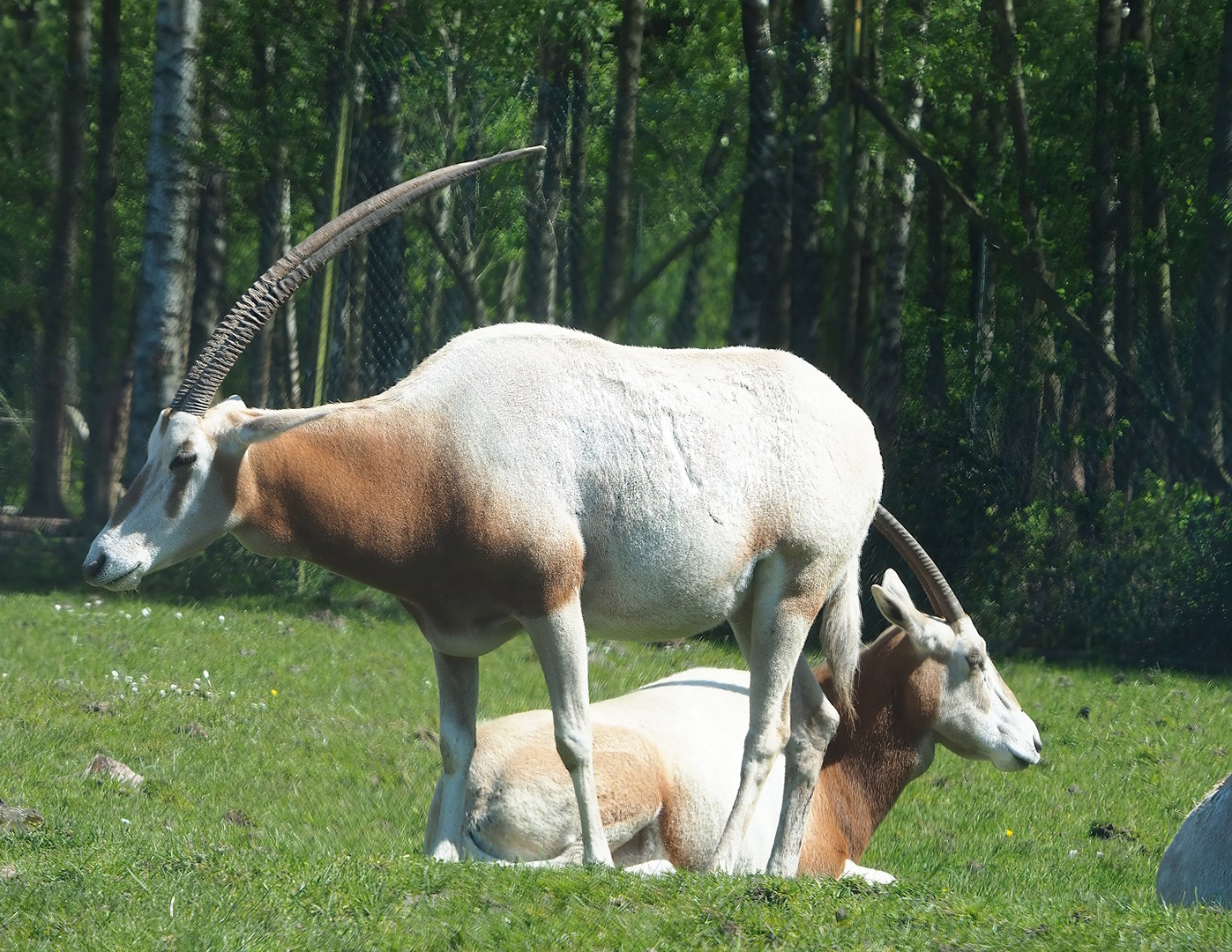 Scimitar-horned oryxes (Oryx dammah), 2023-05-19