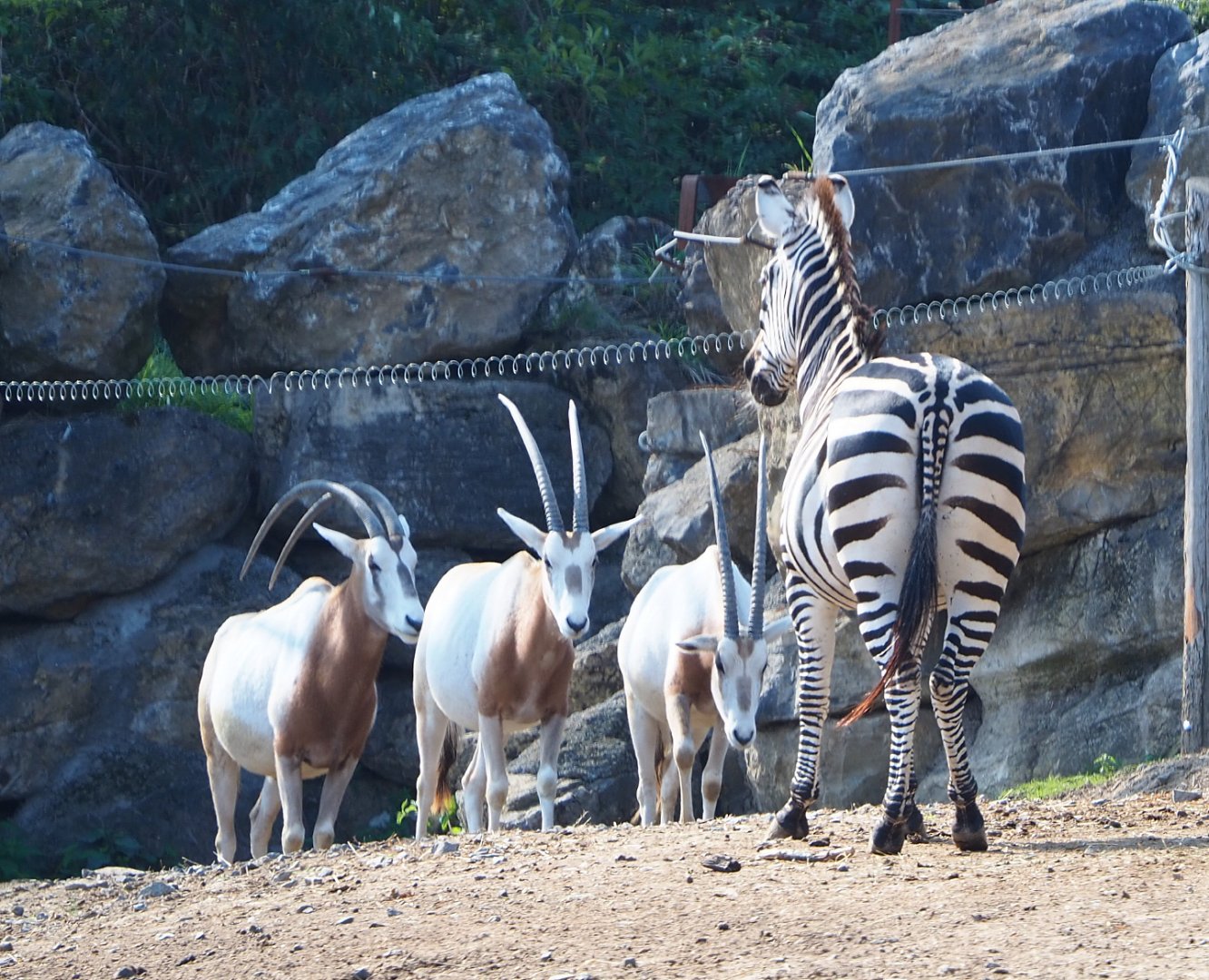 Scimitar-horned oryxes (Oryx dammah) and Grant's zebra (Equus quagga boehmi), 2020-09-02