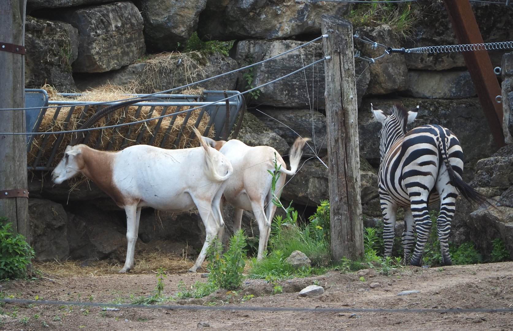 Scimitar-horned oryxes (Oryx dammah) and Grant's zebra (Equus quagga boehmi), 2022-06-28