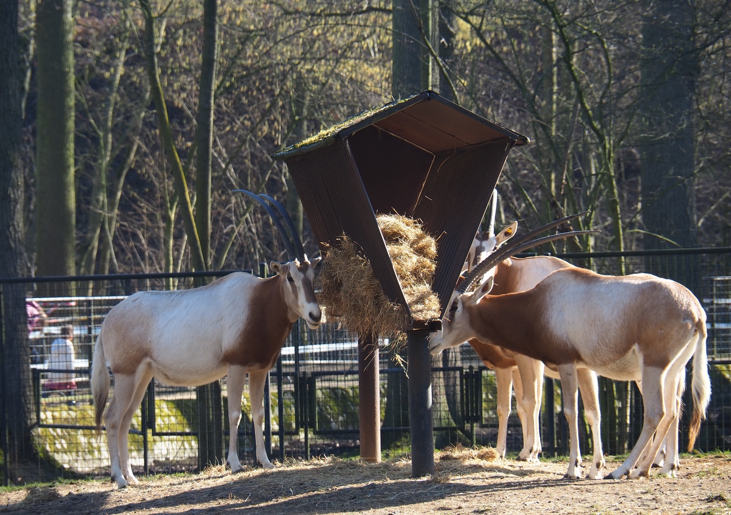 Scimitar-horned oryxes (Oryx dammah) feeding from hay rack (Feb 16th, 2019)