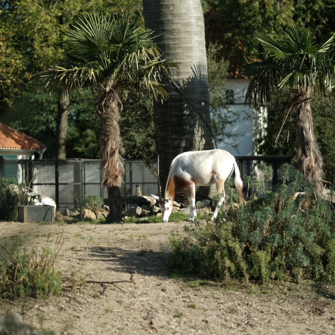 Scimitar-horned Oryxes (Oryx dammah) mixed with Meerkats (Suricata suricatta)