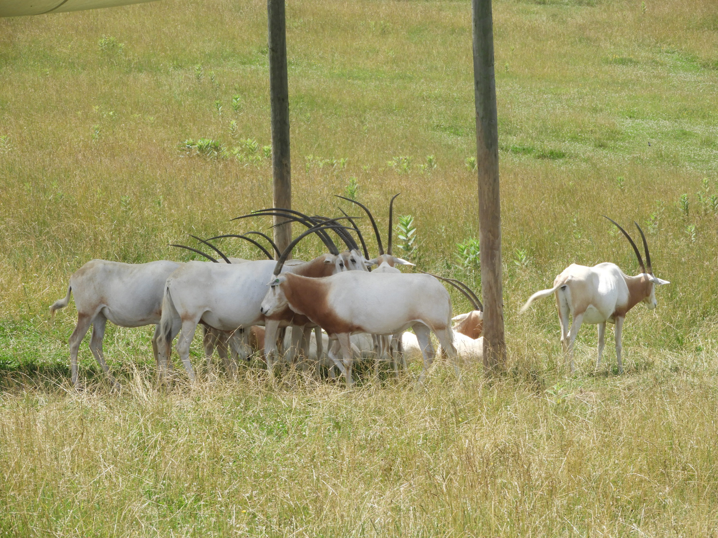 Scimitar-horned Oryxes (Oryx dammah)