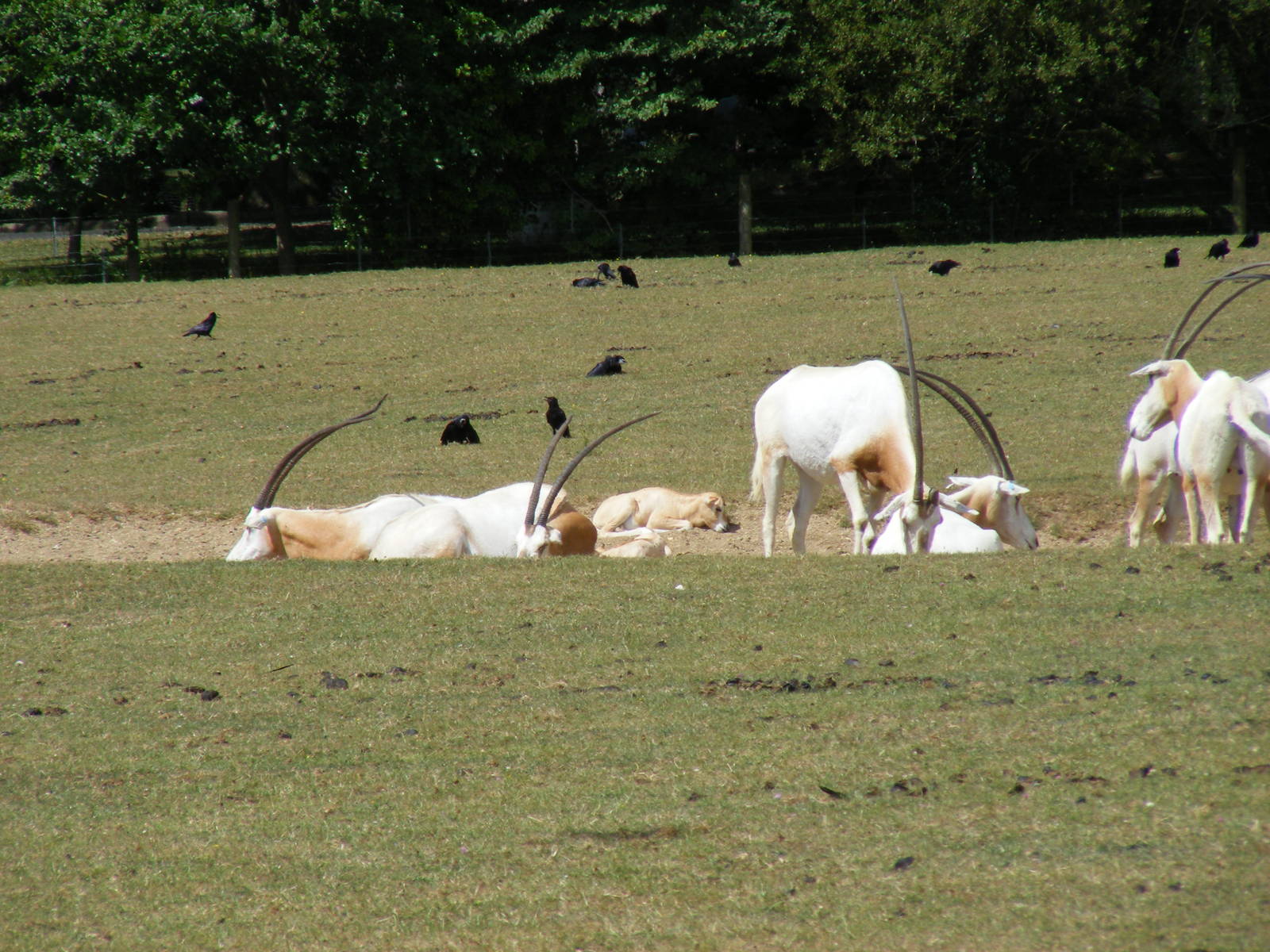Scimitar-horned oryxes with calves at Marwell Wildlife, 11 July 2010