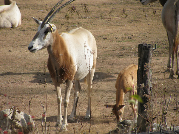 Scimitar-horned Oryxes