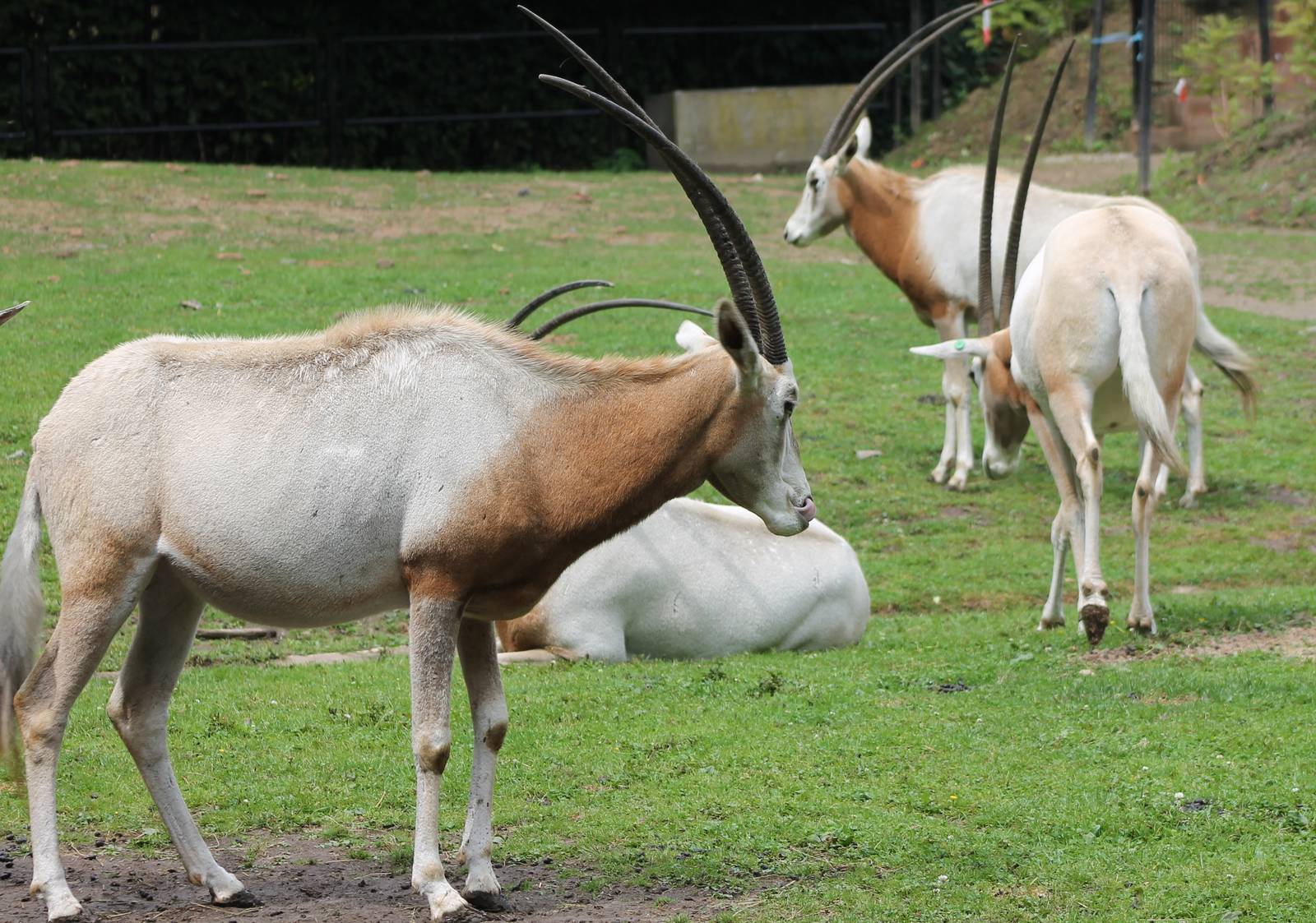 Scimitar-horned oryxes