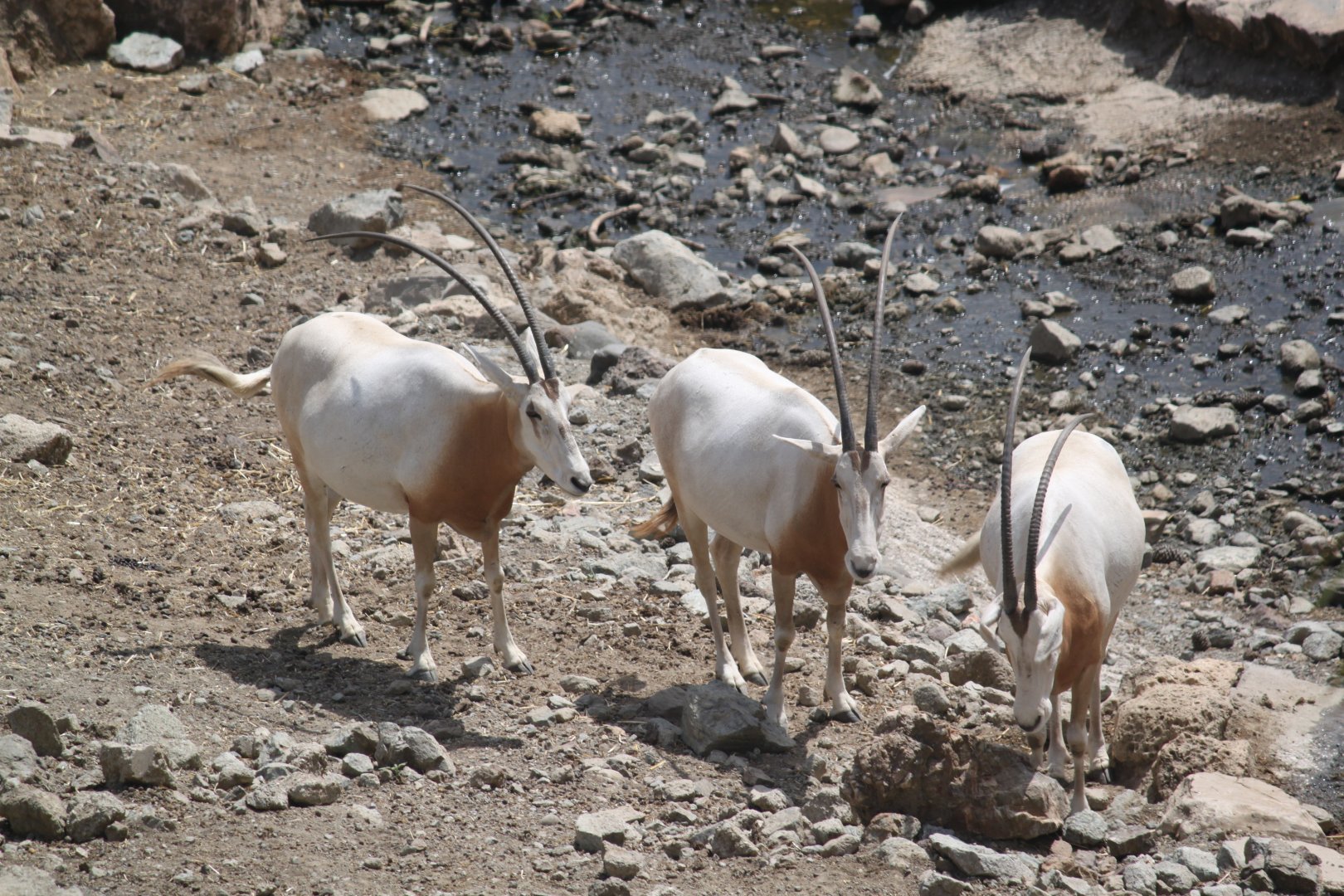 Scimitar horned oryxes