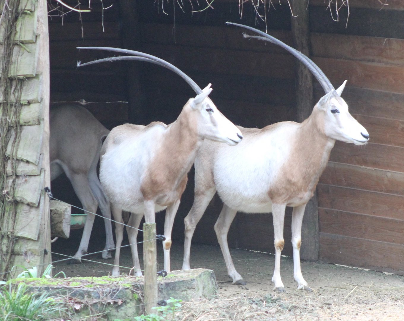 Scimitar-horned oryxes