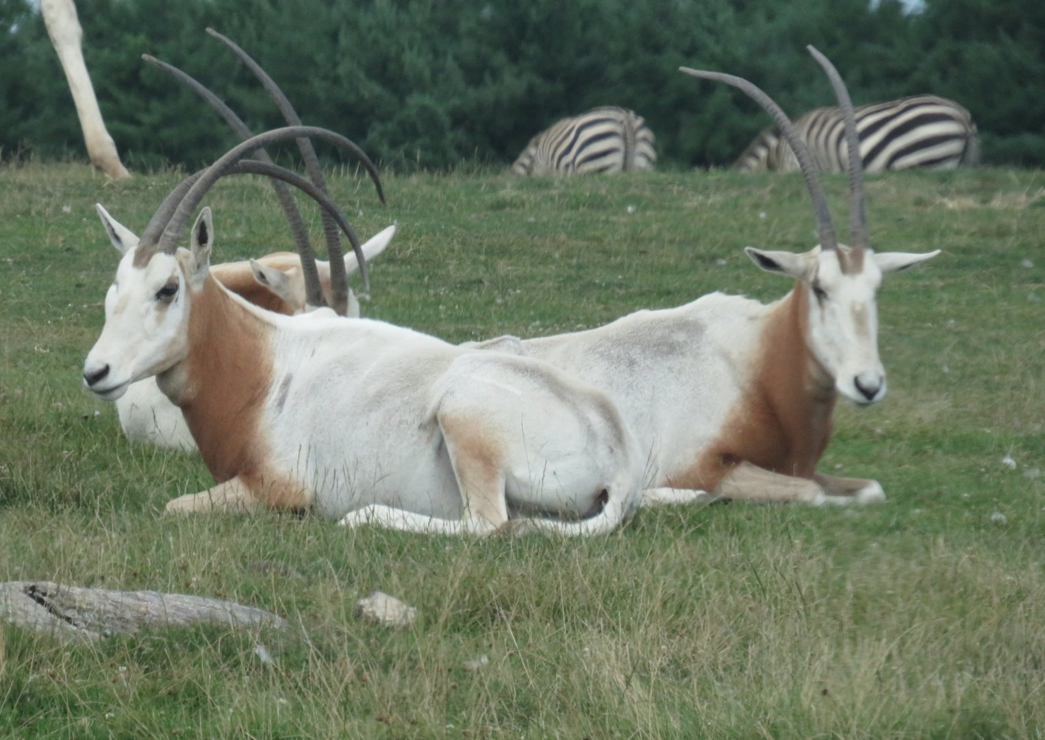 Scimitar-horned oryxes