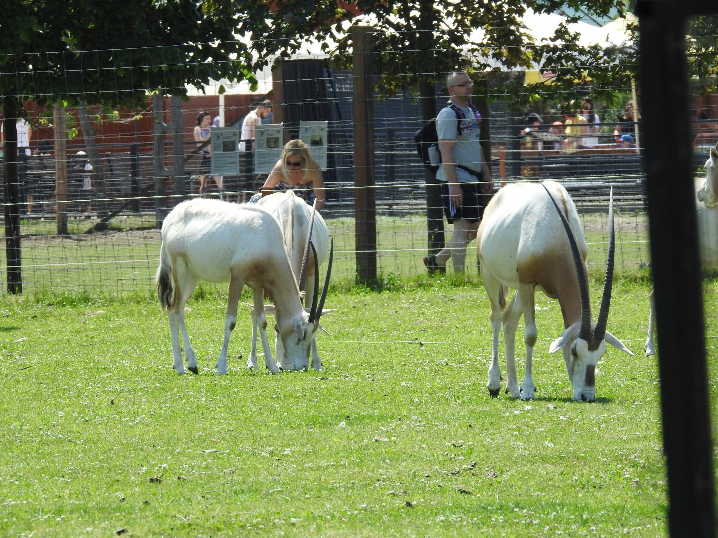 Scimitar-horned oryxes