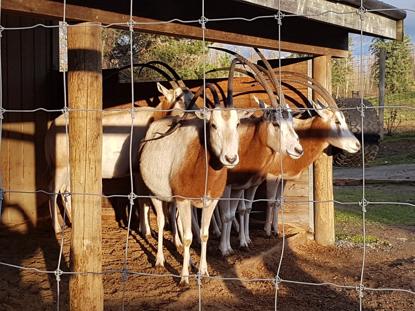 Scimitar-Horned Oryxes