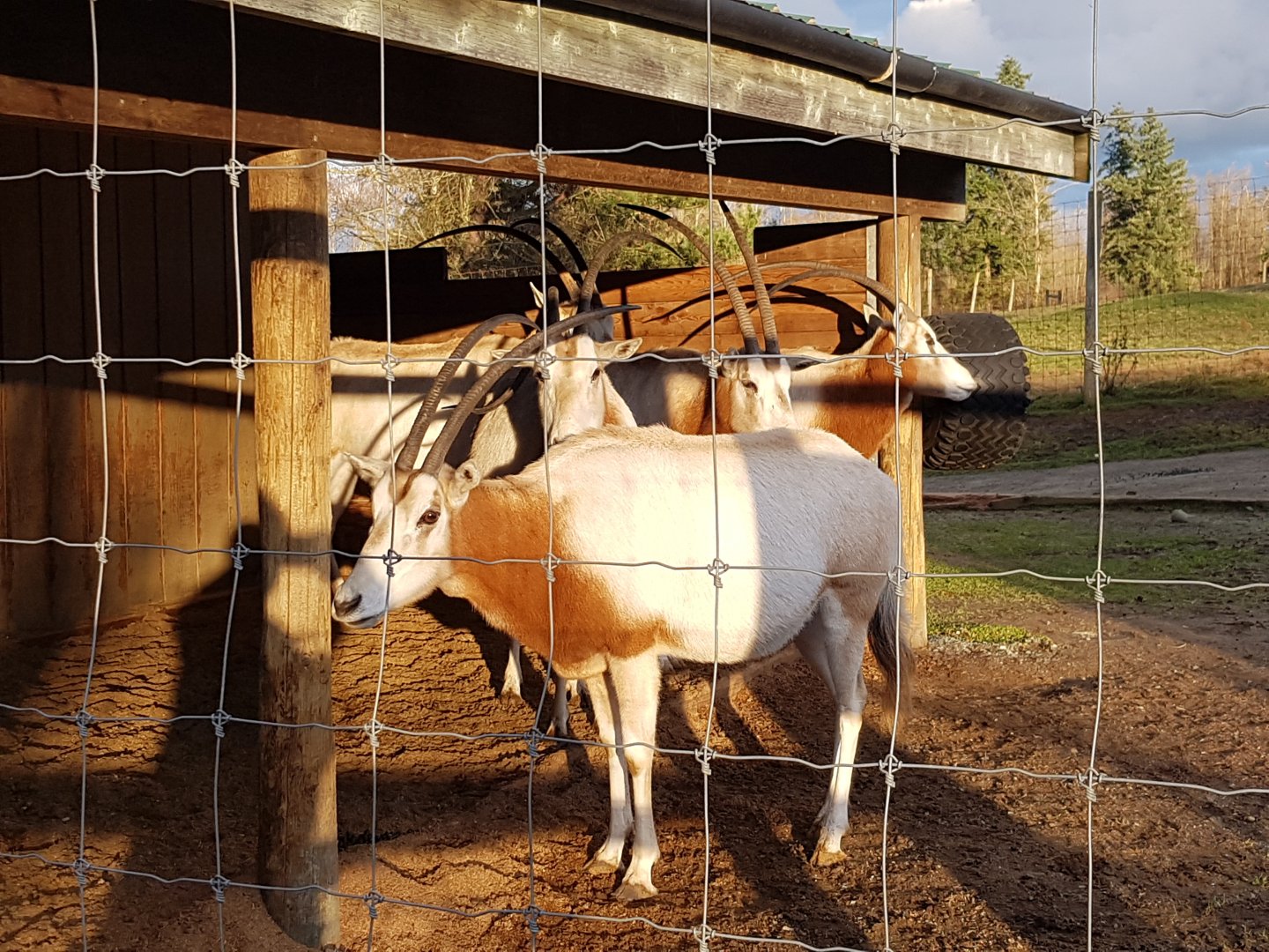 Scimitar-Horned Oryxes