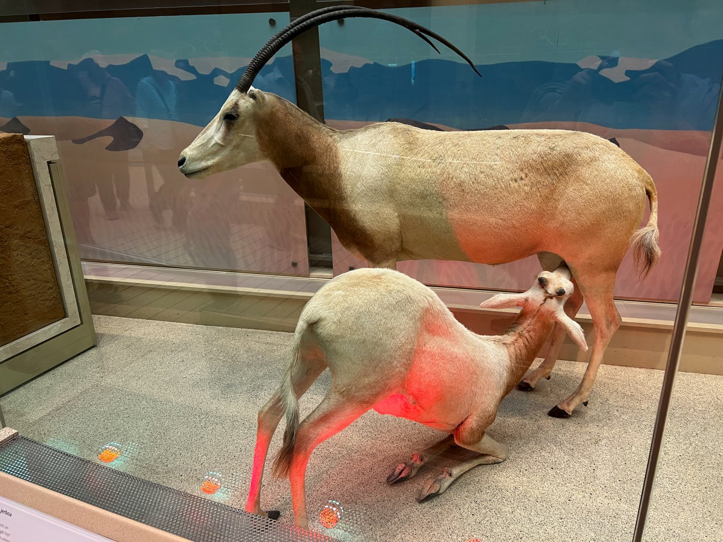 Scimitar Horned Oryxes