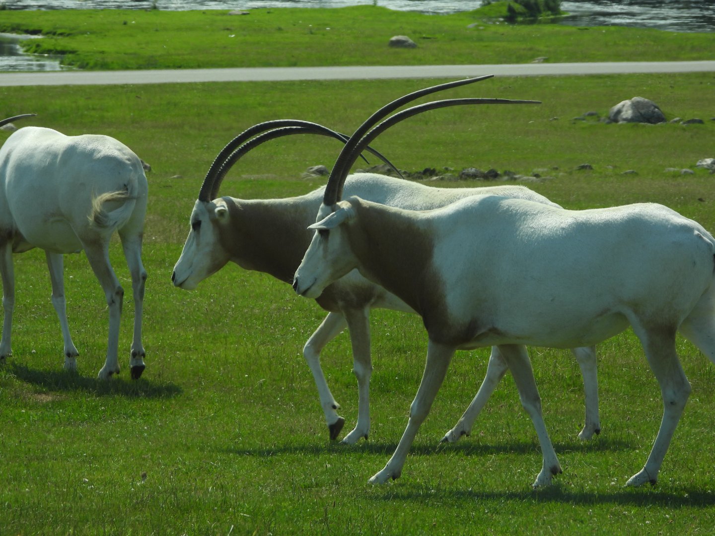 Scimitar-horned oryxes