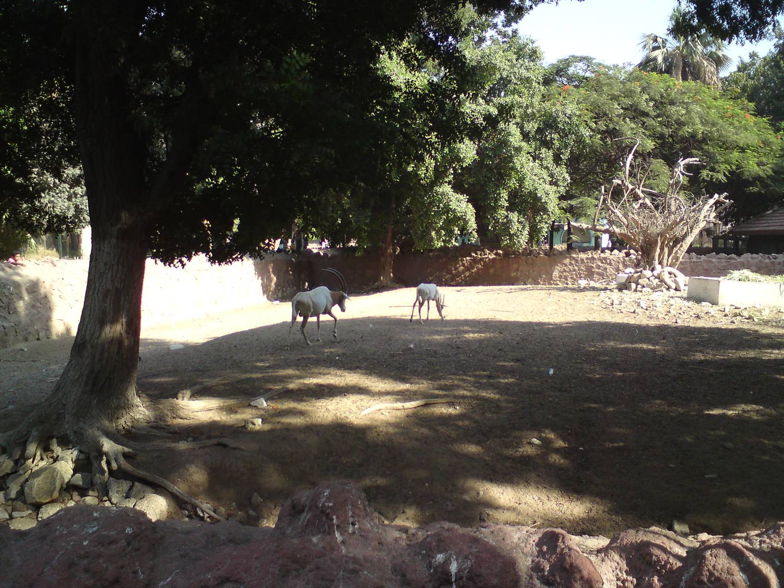 Scimitar-horned oryxes
