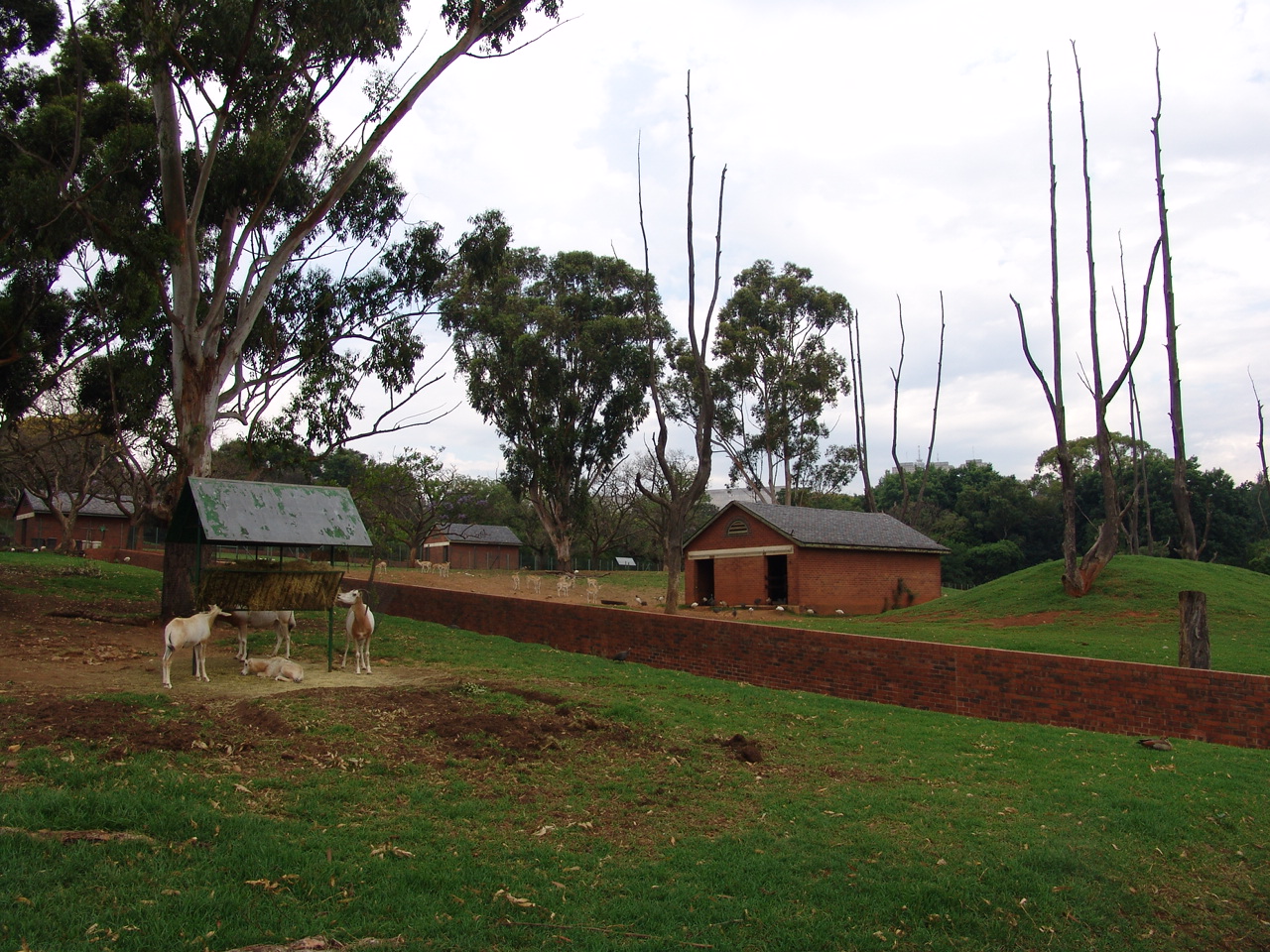 Scimitar-horned Oryx's (Oryx dammah) enclosure in front, Blackbuck's (Antil
