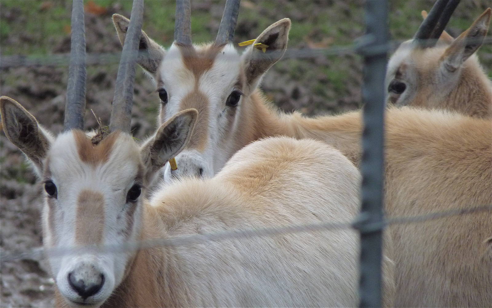 Scimitar-Horned Oyx Calves