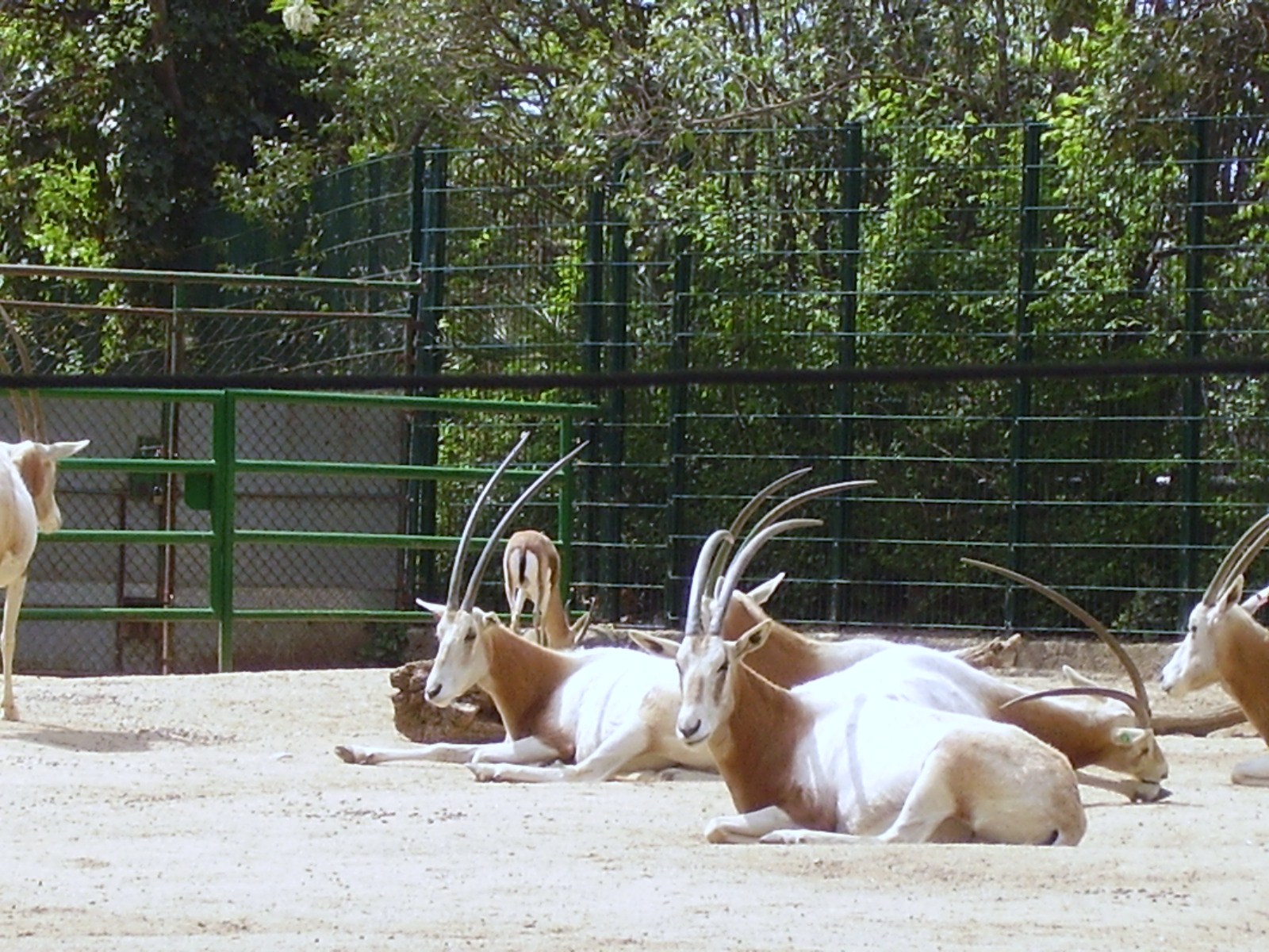 Scimitar Oryx - 2008