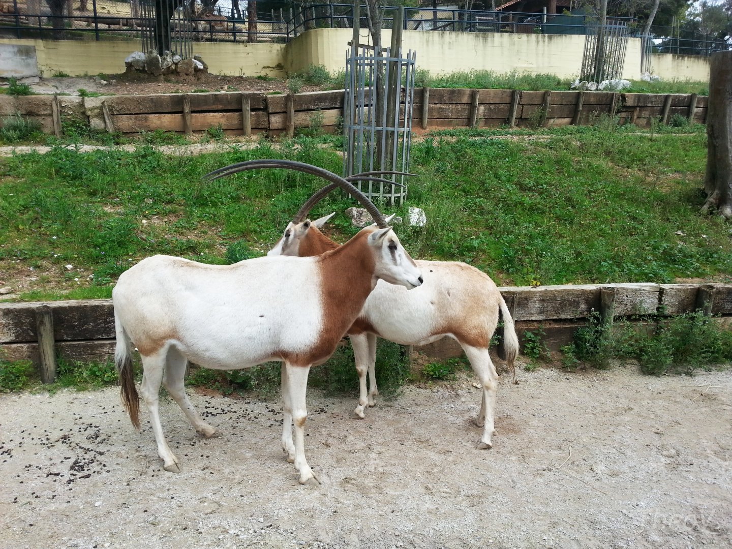 Scimitar oryx [2014]