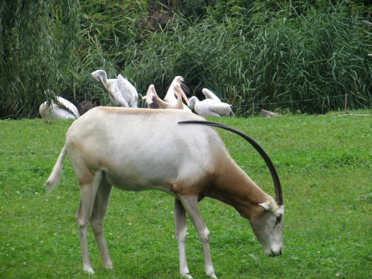 Scimitar Oryx and Pelicans