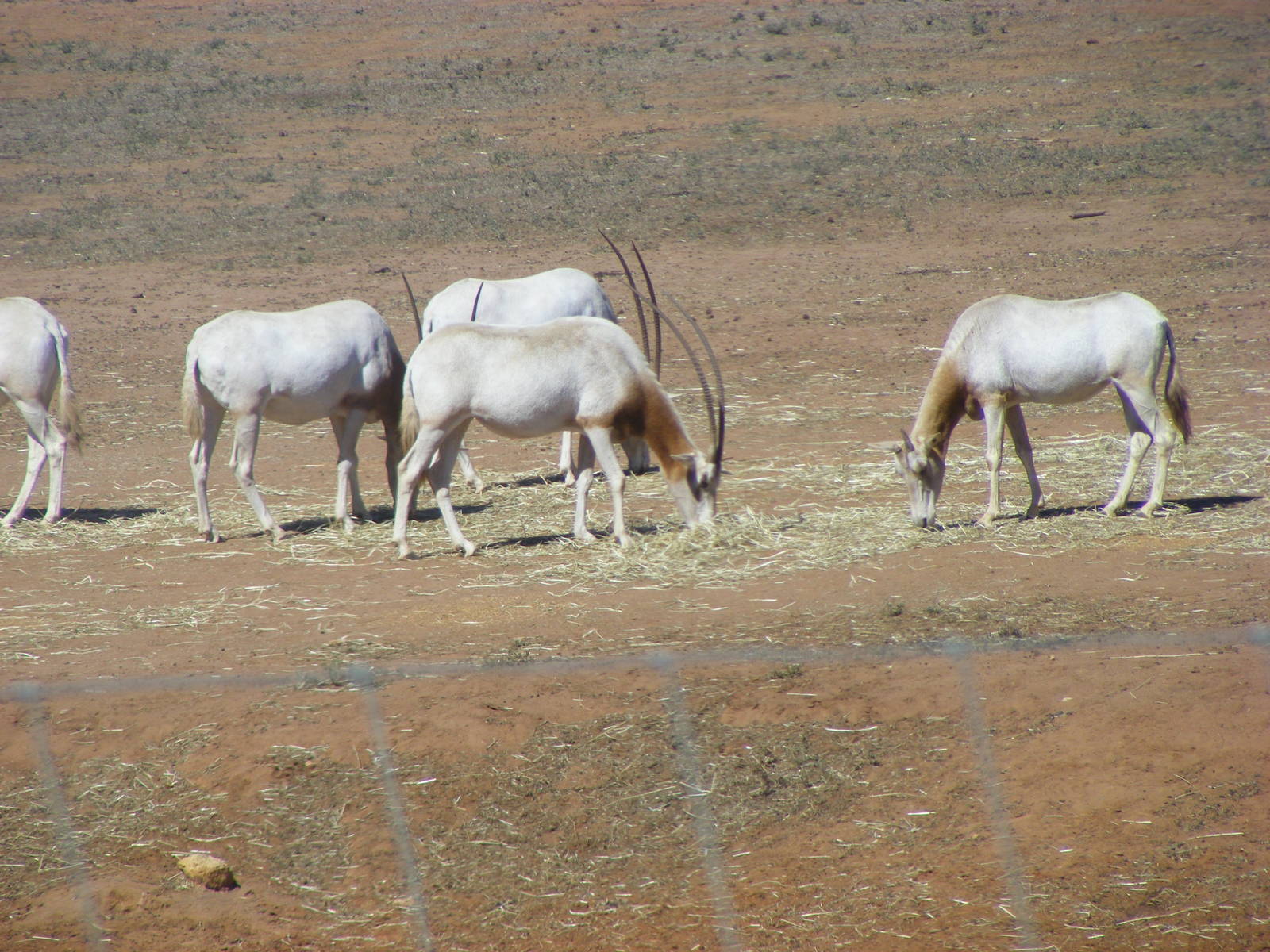 Scimitar Oryx - April, 2010
