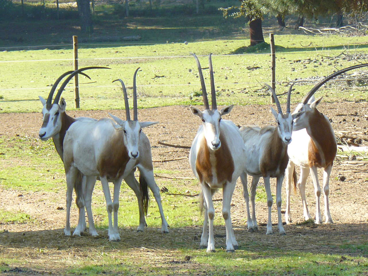 Scimitar Oryx at Badoca Safari Park