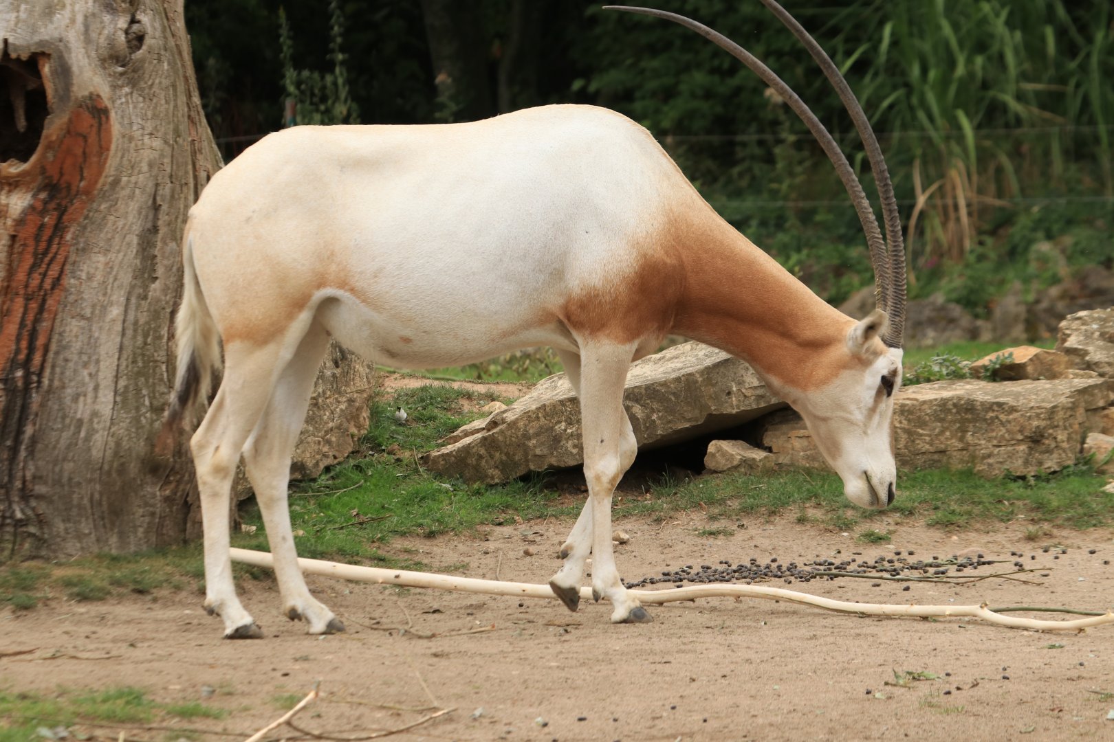 Scimitar oryx (August 2019)