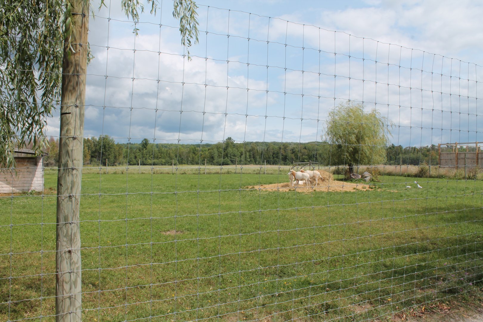 scimitar oryx enclosure