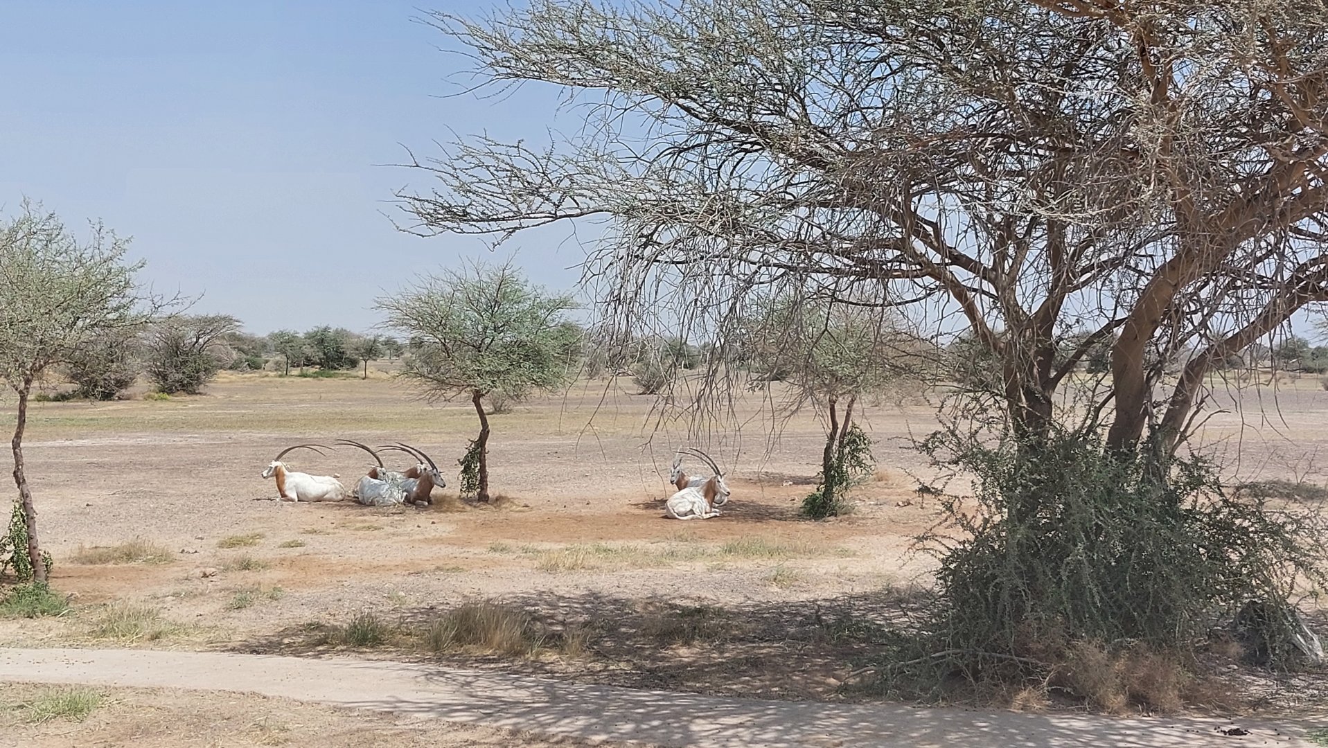 Scimitar oryx in Sahel area