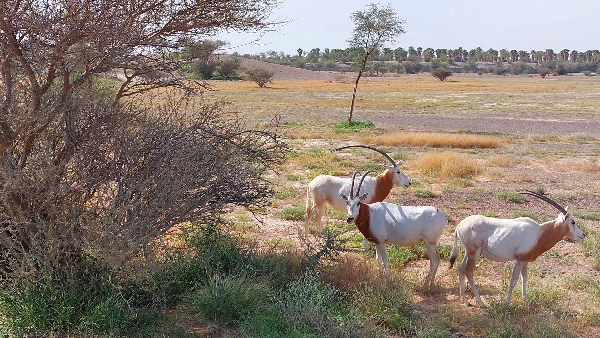Scimitar oryx in Sahel exhibit
