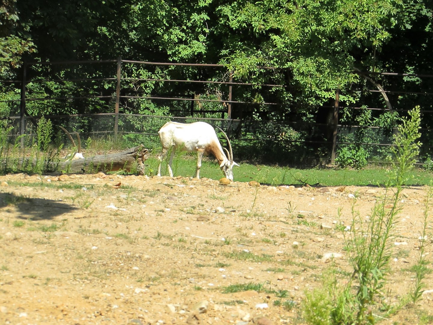 Scimitar Oryx - July/2017