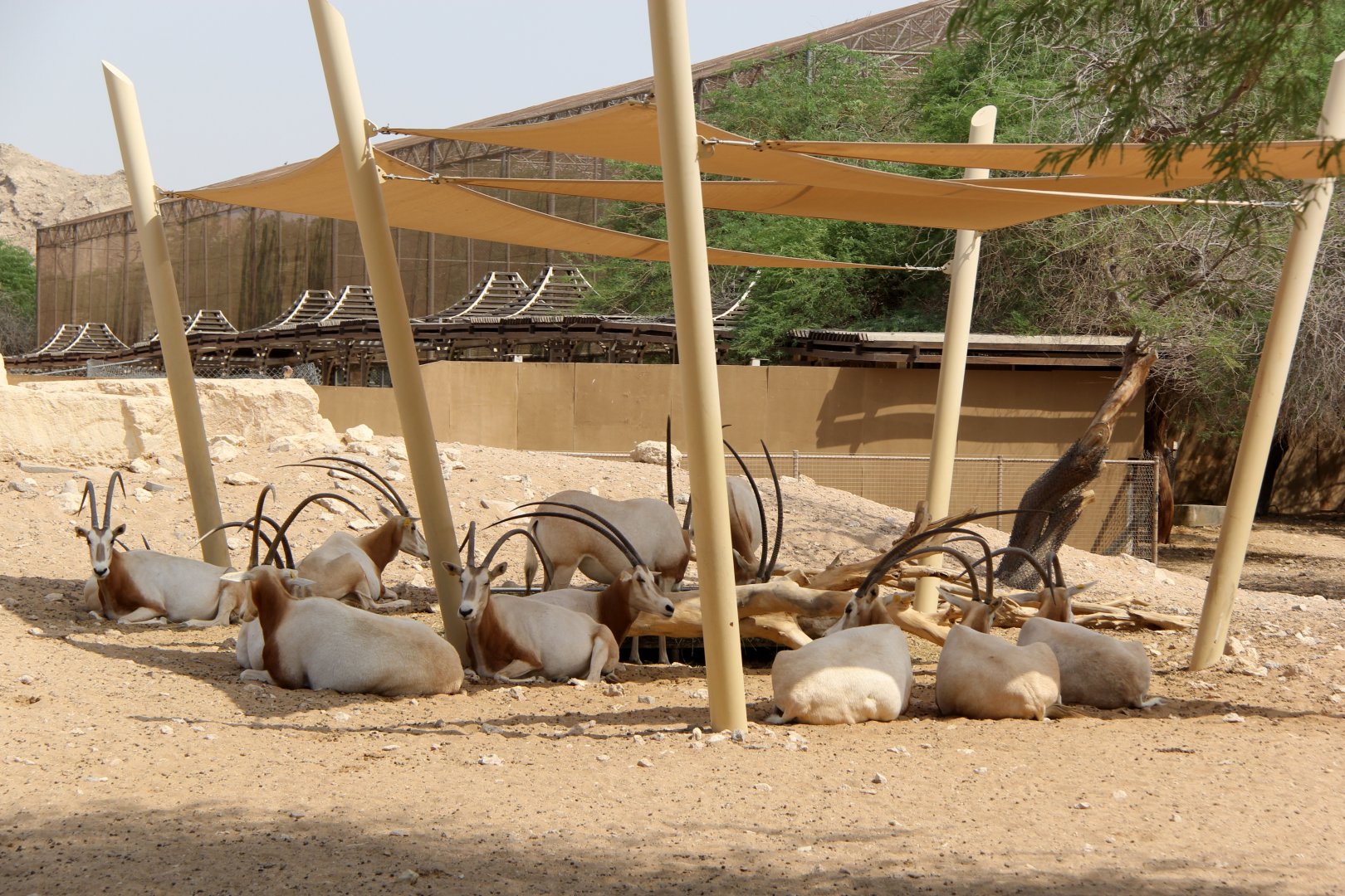 scimitar oryx or scimitar-horned oryx (Oryx dammah)