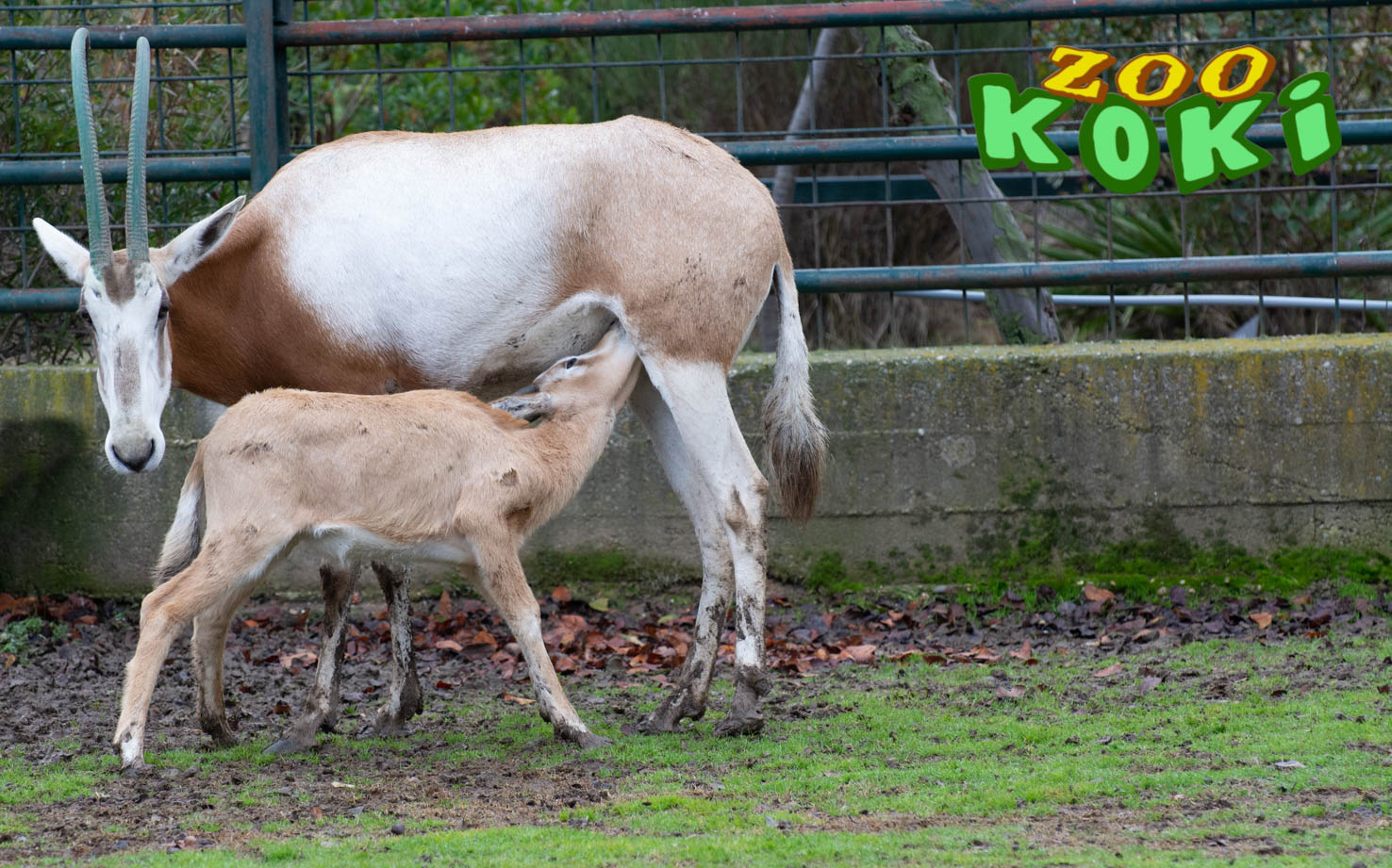 scimitar oryx or scimitar-horned oryx (Oryx dammah)
