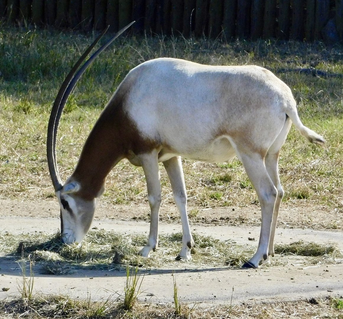Scimitar Oryx (Oryx dammah) - Tobu Zoo November 15, 2025