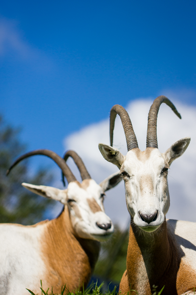 Scimitar oryx - Oryx dammah