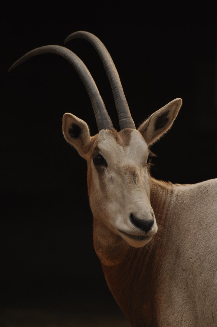 Scimitar oryx (Oryx dammah)