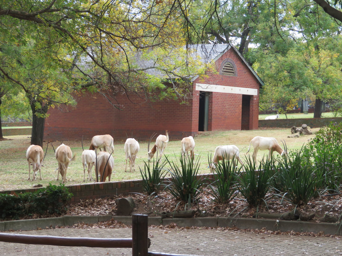 Scimitar Oryx (Oryx dammah)