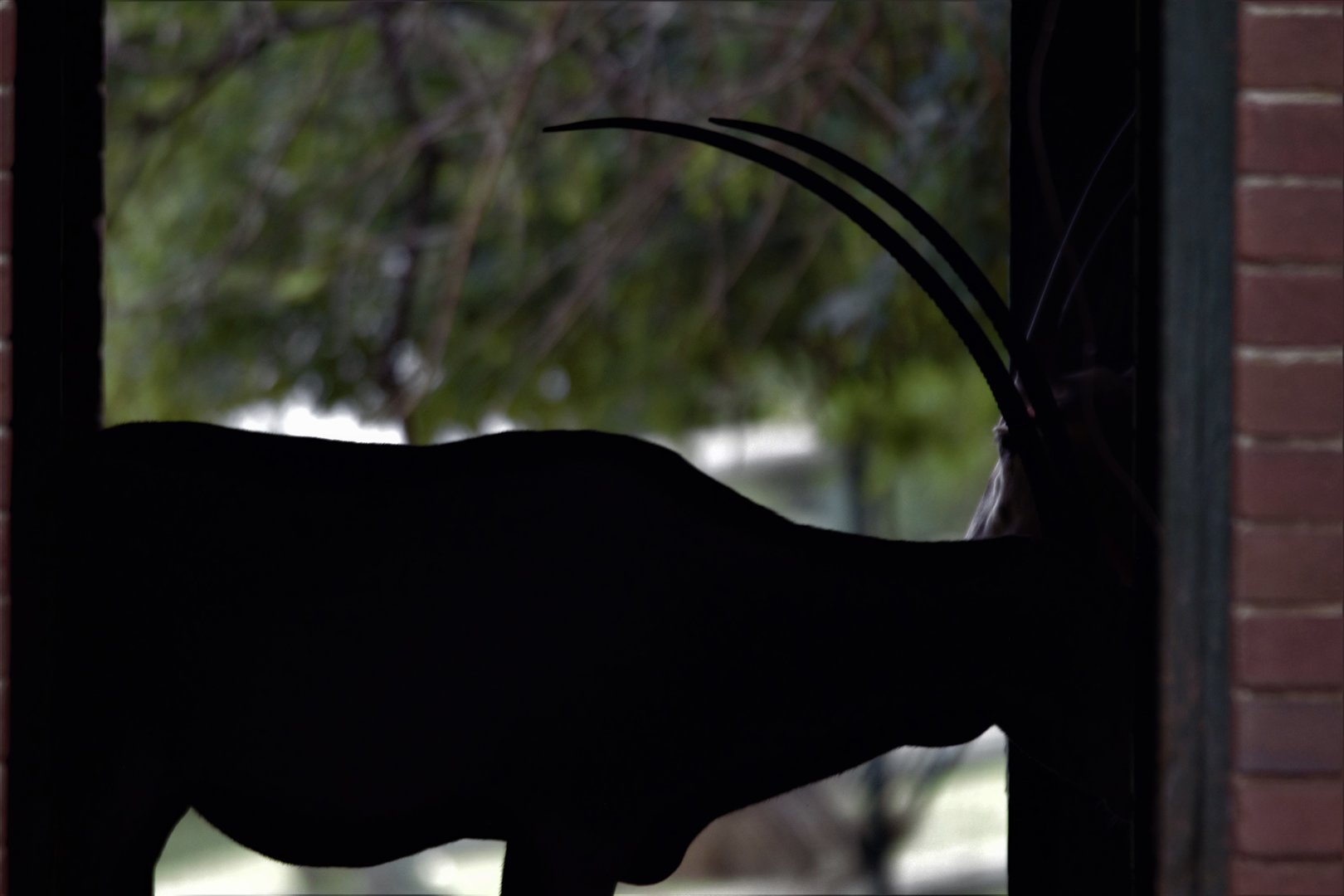 Scimitar Oryx (Oryx dammah)