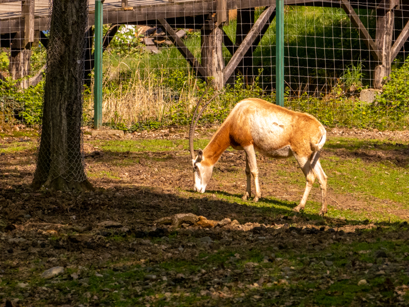 Scimitar oryx (Oryx dammah)
