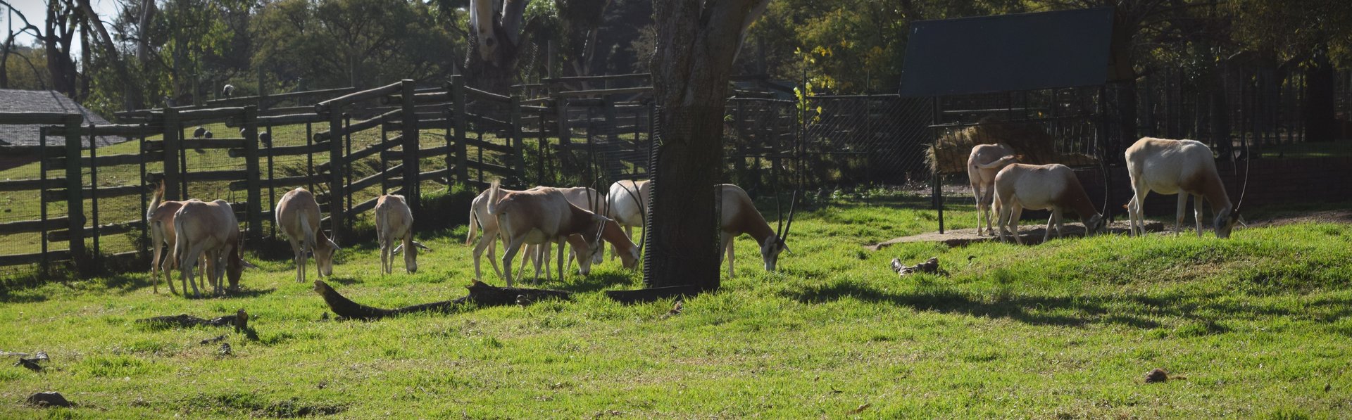 Scimitar Oryx (Oryx dammah)
