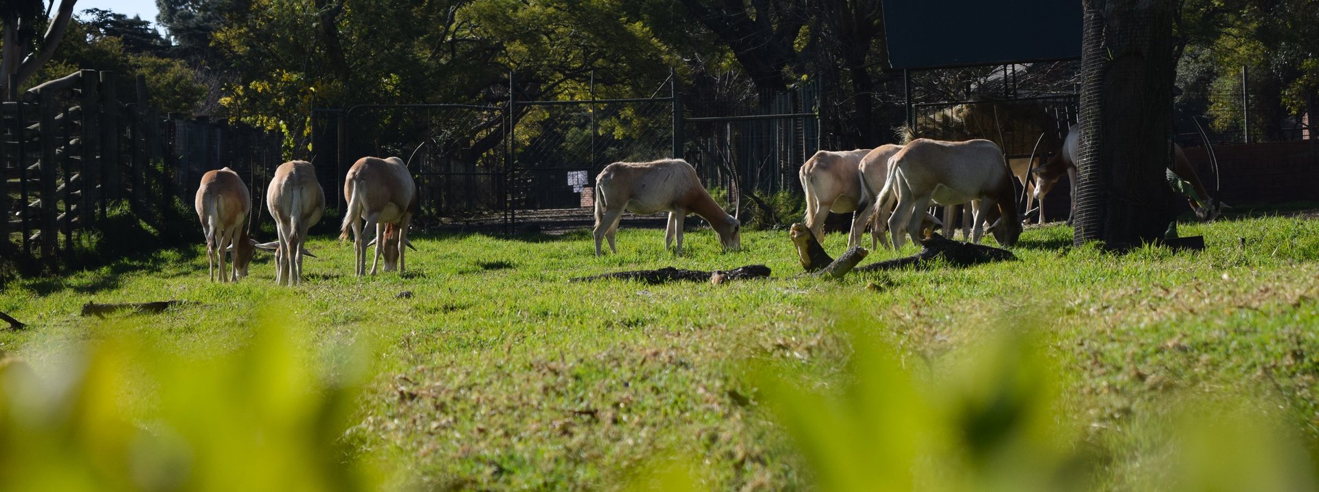 Scimitar Oryx (Oryx dammah)