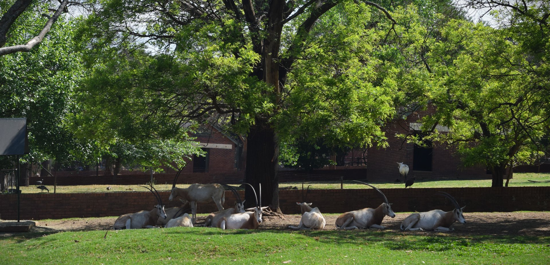 Scimitar Oryx (Oryx dammah)