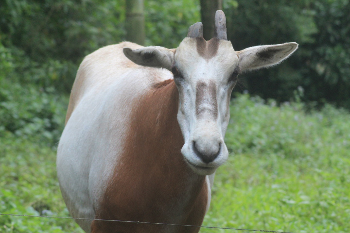 Scimitar oryx (Oryx dammah)