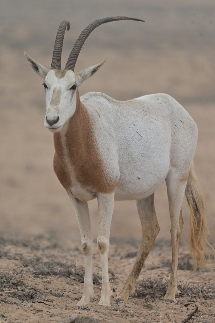Scimitar oryx (Oryx dammah)