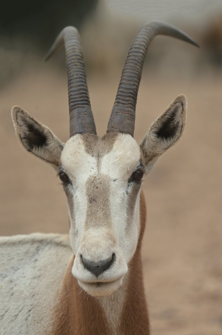 Scimitar oryx (Oryx dammah)
