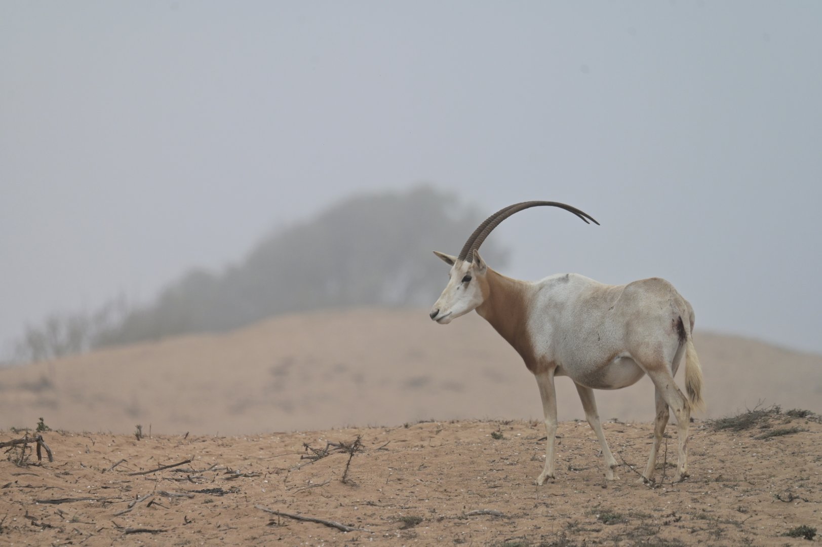 Scimitar oryx (Oryx dammah)