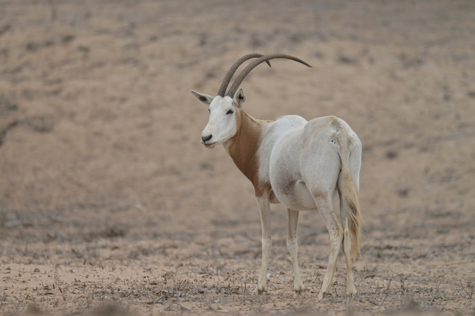 Scimitar oryx (Oryx dammah)
