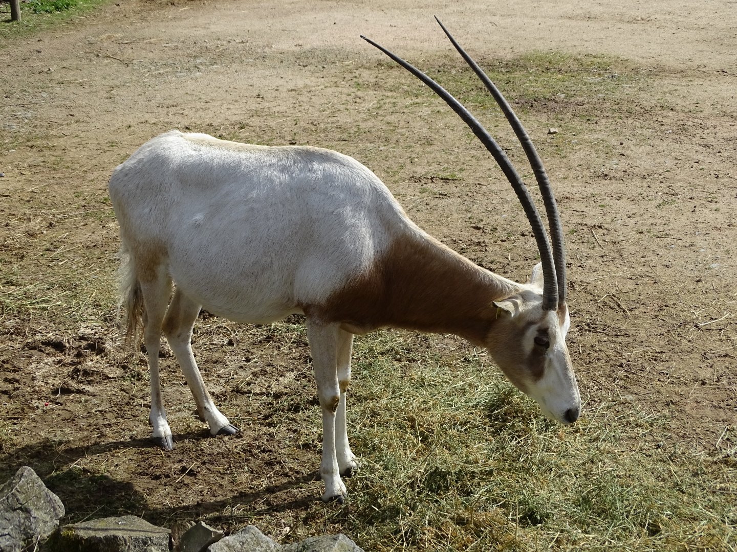 Scimitar oryx (Oryx dammah)