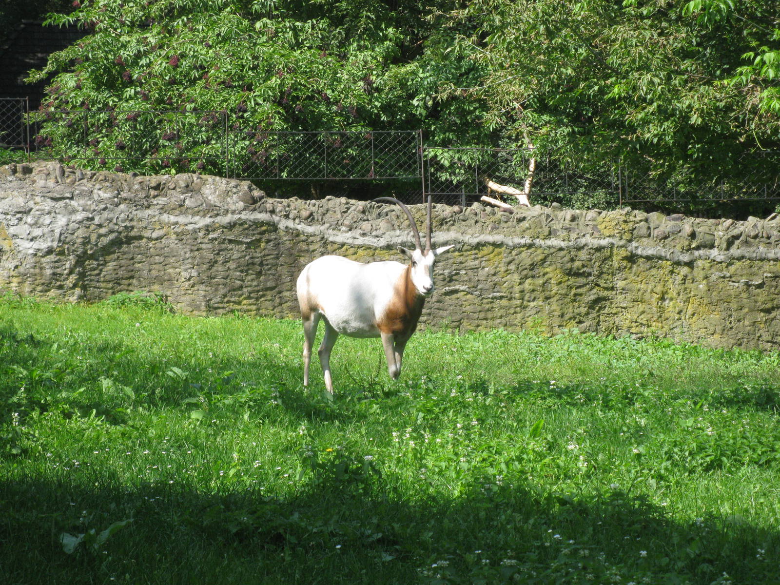 Scimitar Oryx