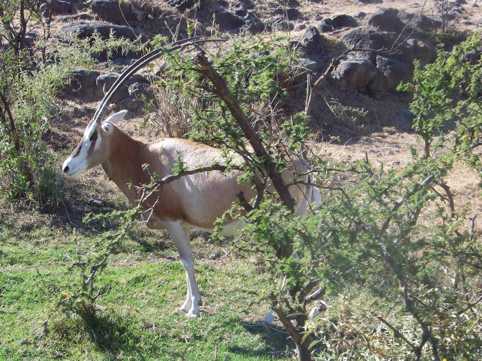 Scimitar Oryx